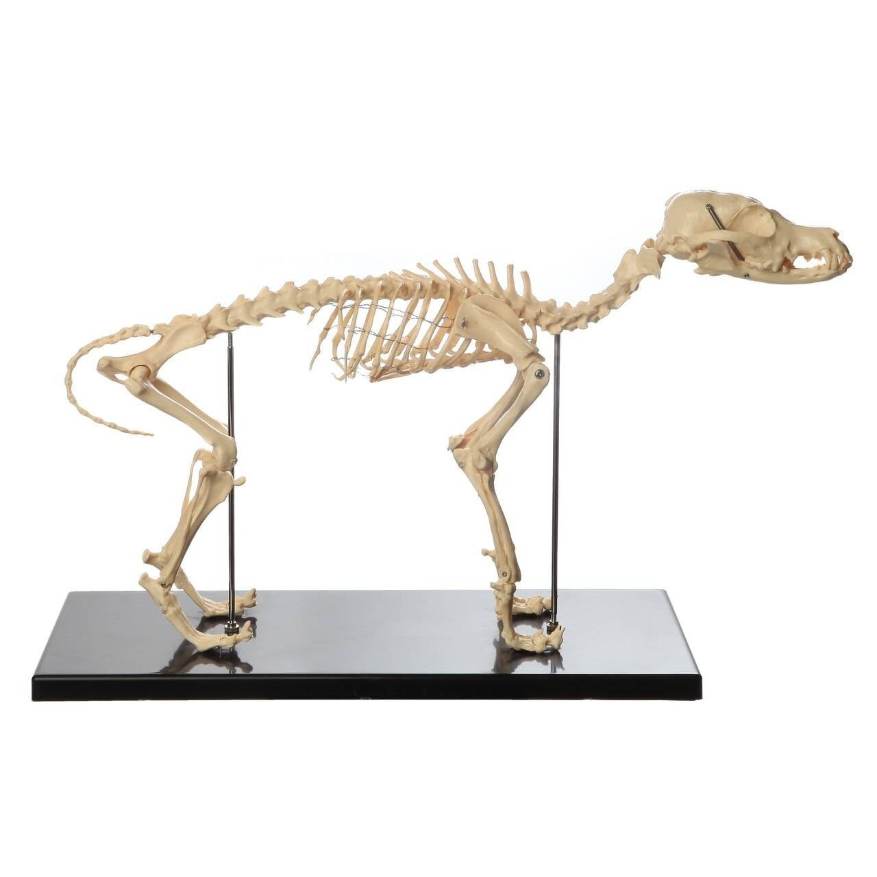 Anatomy Lab Canine and Feline Skeleton Anatomy Model Kit