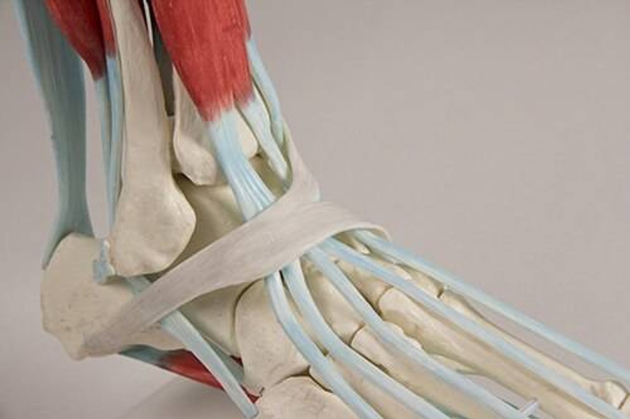 Foot Skeleton with Ligaments