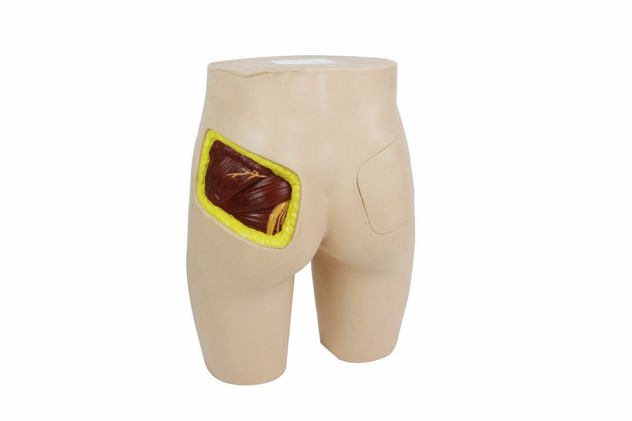 Anatomy Lab Buttock Intramuscular Injection Model | Anatomy Warehouse