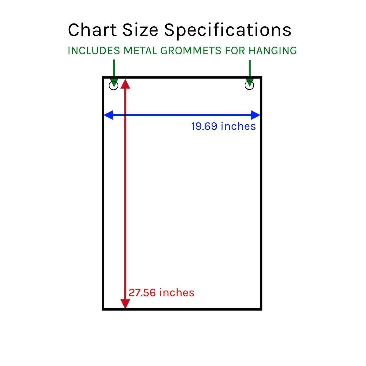 Anatomy Warehouse Body Parts of the Upper Lower Limbs Leg Charts