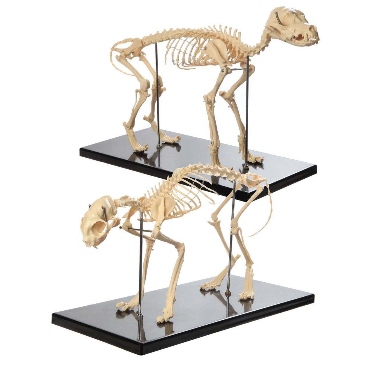 Anatomy Lab Canine and Feline Skeleton Anatomy Model Kit | Anatomy ...