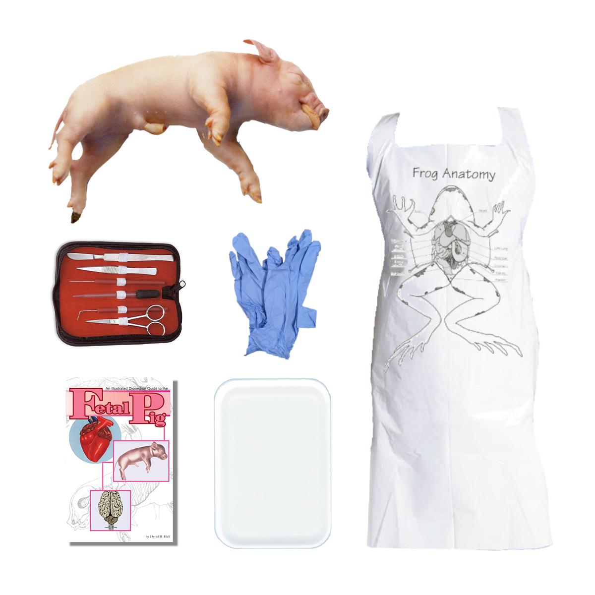 Pig Dissection Lab Anatomy Warehouse Fetal Pig Dissection Kit | Anatomy Warehouse