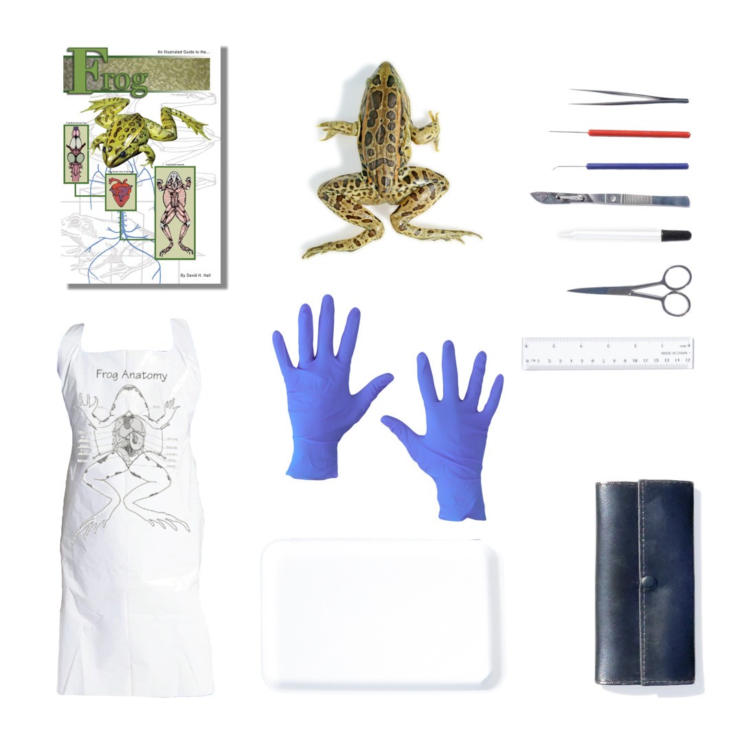 Buy Dissection Kits & Sets for Anatomy Education | Preserved Specimens ...
