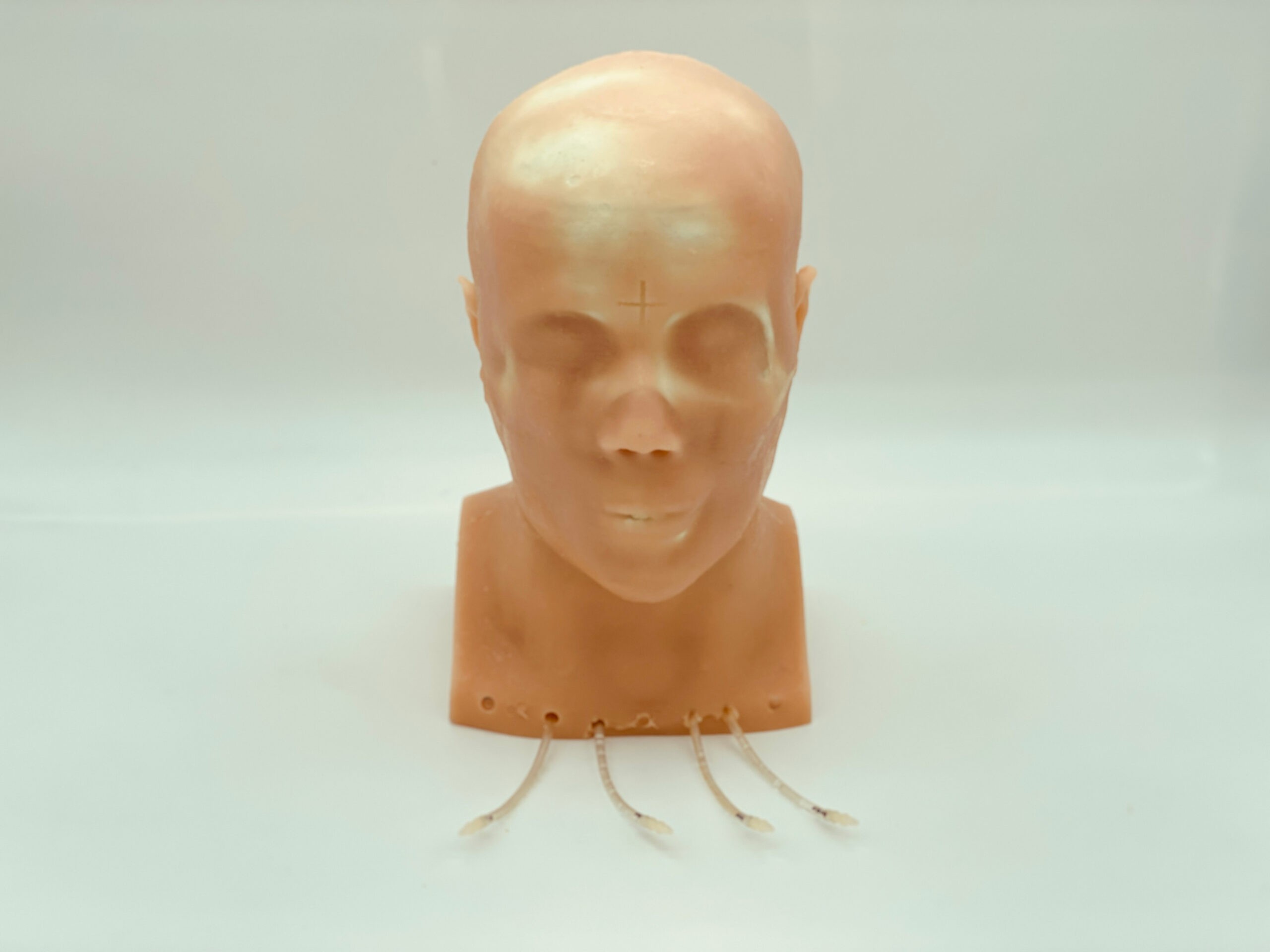 True Phantom True Phantom Adult Head (Standard) for X-Ray CT, US, MRI | Anatomy ...