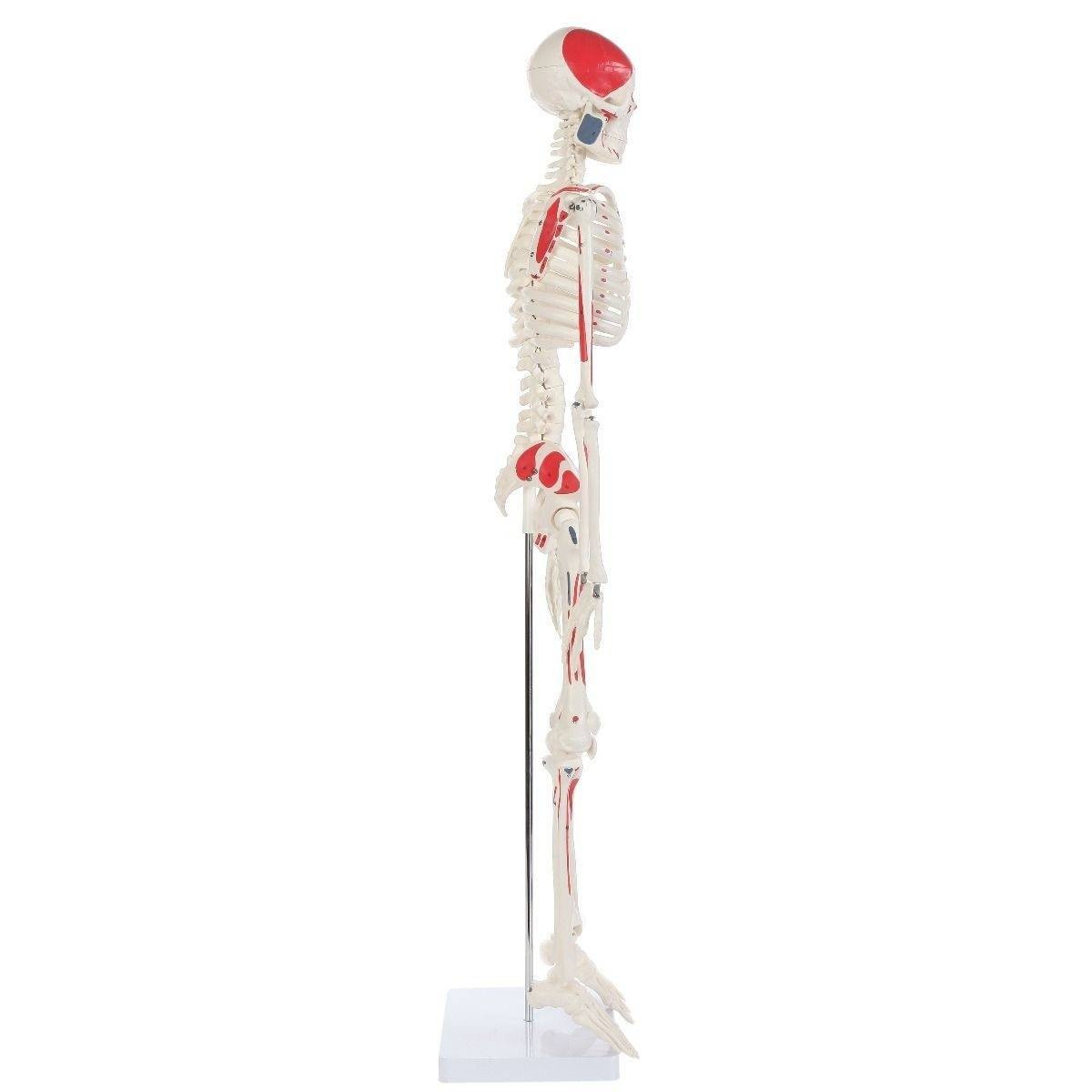 Complete Lab Skeleton Anatomy Lab Essential Painted Mini 35