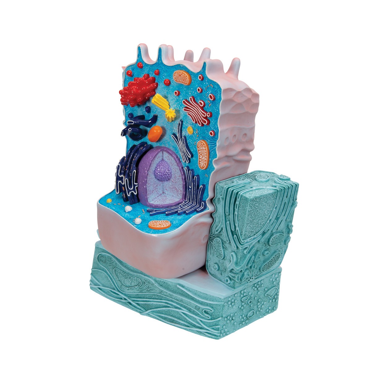 Cell Structure Modeling 3B Scientific Animal Cell Structure Model | Anatomy Warehouse
