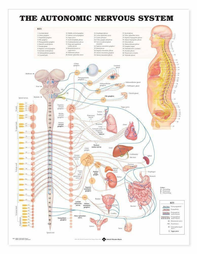 Anatomical Chart Company The Autonomic Nervous System Laminated ...