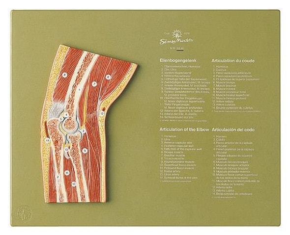 SOMSO Section through the Elbow Anatomy Model