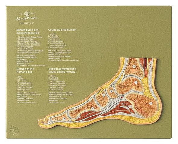 SOMSO Section through a Normal Foot Anatomy Model