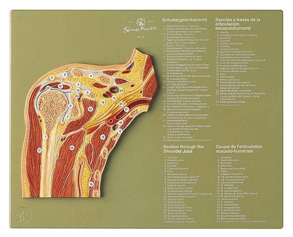 SOMSO Section through the Shoulder Joint Anatomy Model