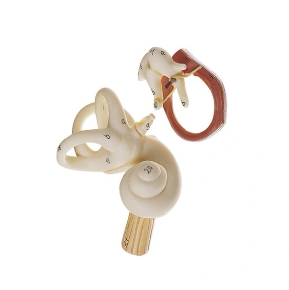 SOMSO 3-Part Enlarged Ear Anatomy Model