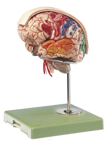 SOMSO Brain with Arteries, Falx Cerebri and Indicated Cytoarchitectural Areas Anatomy Model