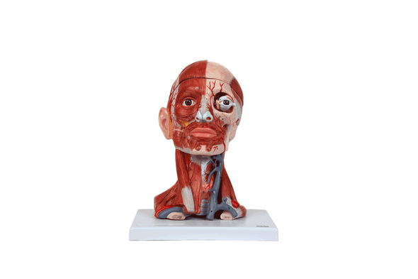 Axis Scientific Head and Neck Muscle Model Axis Scientific Head and Neck Muscle Model