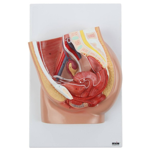 Axis Scientific Female Pelvis Set - Fixed and Articulating Anatomy