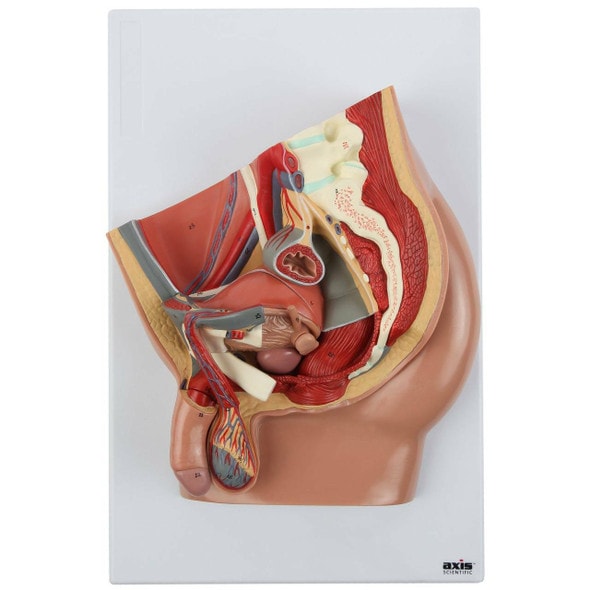 Anatomy Warehouse - Body Parts for Male Reproductive Models