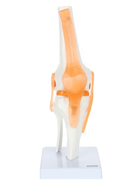 Axis Scientific Functional Joints and Cross Sections Anatomy Model Set Axis Scientific Functional Joints and Cross Sections Anatomy Model Set