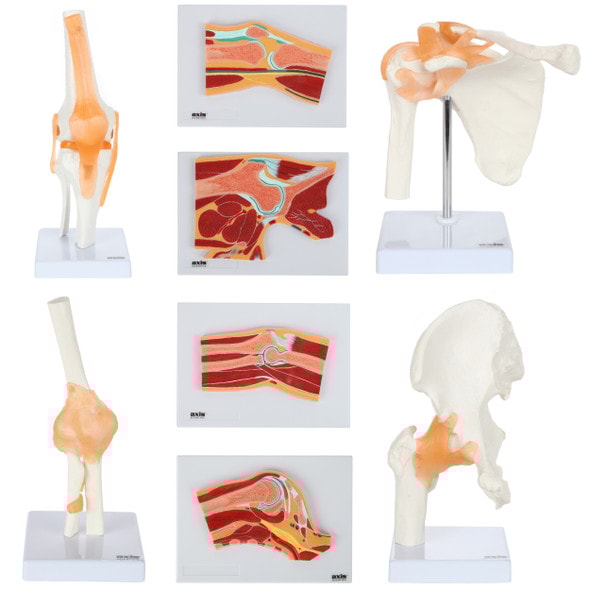 Axis Scientific Functional Joints and Cross Sections Anatomy Model Set Axis Scientific Functional Joints and Cross Sections Anatomy Model Set