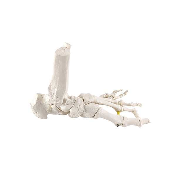 Axis Scientific Foot Skeleton with Ankle with Elastic Articulation