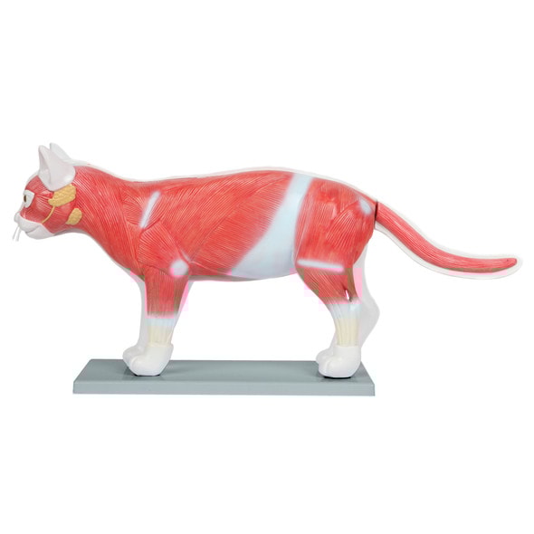 Anatomy Lab Domestic Feline Felis catus Anatomy Model Anatomy Lab Domestic Feline Felis catus Anatomy Model
