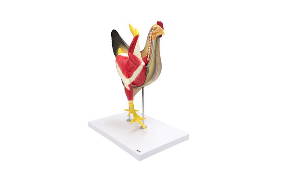 Anatomy Lab Chicken (Gallus gallus domesticus) Anatomy Model