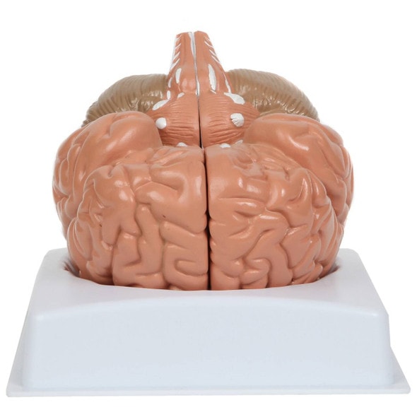 Anatomy Lab Basic 2-Part Brain Model Anatomy Model Anatomy Lab Basic 2-Part Brain Model Anatomy Model