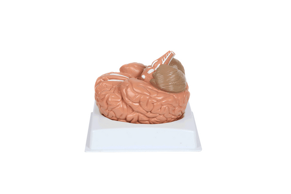 Anatomy Lab Basic 2 Part Brain Model Anatomy Model Anatomy Lab Basic 2 Part Brain Model Anatomy Model