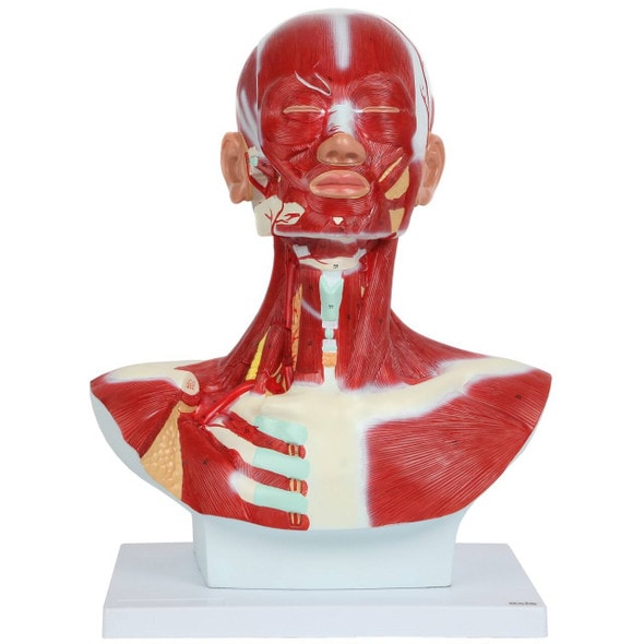 Axis Scientific Complete Human Head and Neck Anatomy Model with Superficial Muscles and Vasculature Axis Scientific Complete Human Head and Neck Anatomy Model with Superficial Muscles and Vasculature