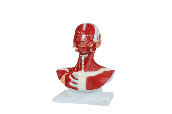 Axis Scientific Complete Human Head and Neck Anatomy Model with Superficial Muscles and Vasculature Axis Scientific Complete Human Head and Neck Anatomy Model with Superficial Muscles and Vasculature