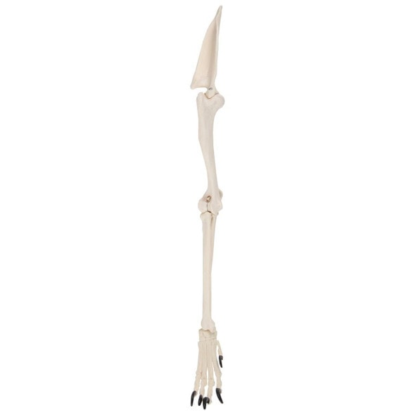 Axis Scientific Canine Forelimb with Scapula