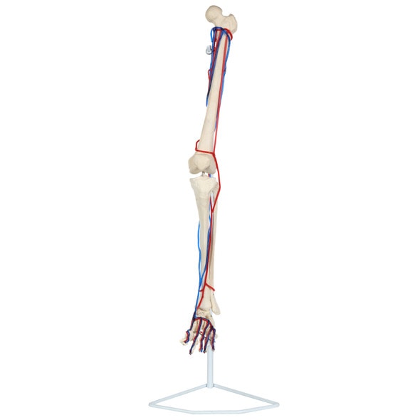 Axis Scientific Leg Skeleton with Vasculature Anatomy Model Axis Scientific Leg Skeleton with Vasculature Anatomy Model