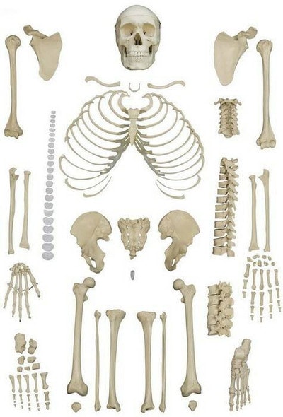 Rudiger Anatomie Premium Complete Disarticulated Skeleton with Female Pelvis