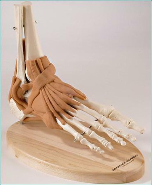 UltraFlex Ligamented Foot and Ankle Reproduction