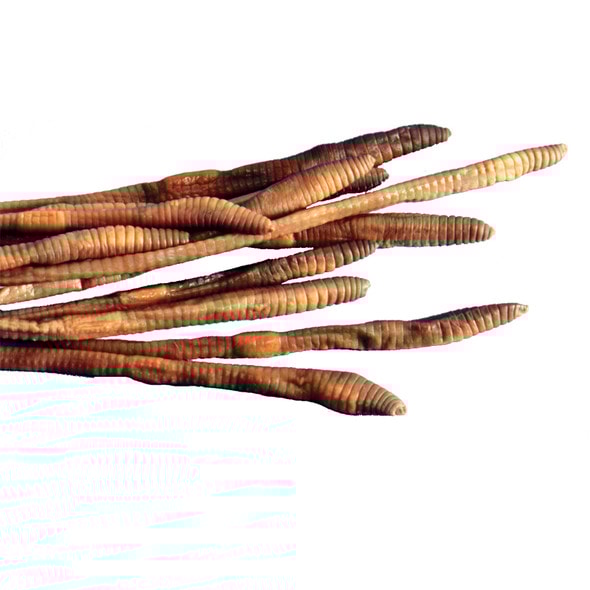 Anatomy Lab Earthworm Specimen, 8-10 Inches, Vacuum Packed, Preserved earthworm specimen for dissection Anatomy Lab Earthworm Specimen, 8-10 Inches, Vacuum Packed, Preserved earthworm specimen for dissection