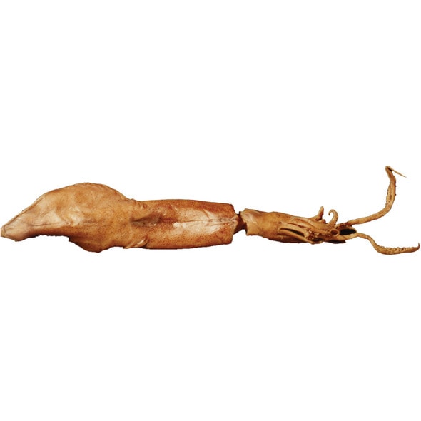 Anatomy Lab Squid Specimen, 8-11 Inches, Vacuum Packed, Preserved Squid Specimen for Dissection