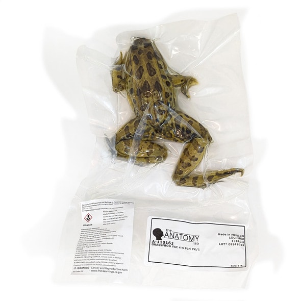Anatomy Lab Grass Frog Specimen, Vacuum Packed, Preserved Specimen for Dissection Anatomy Lab Grass Frog Specimen, Vacuum Packed, Preserved Specimen for Dissection