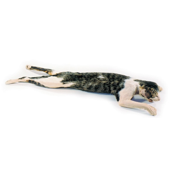 Depicting the approximate size of the cat specimen, about 20 inches.