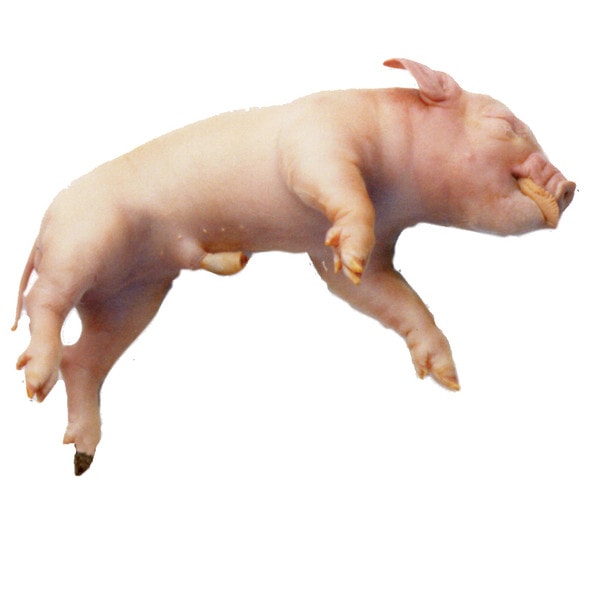 Anatomy Lab Fetal Pig Specimen, Vacuum Packed, Preserved Specimen for Dissection