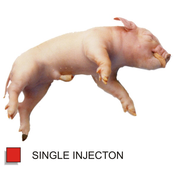 Anatomy Lab Fetal Pig Specimen, Vacuum Packed, Single Injection