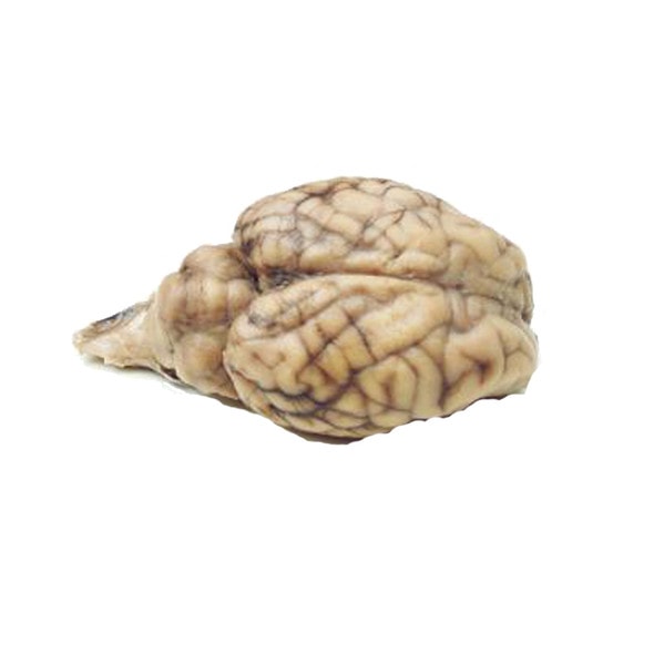 Anatomy Lab Preserved Sheep Brain Specimen, Vacuum Packed