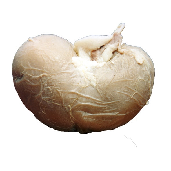 Anatomy Lab Preserved Sheep Kidney Specimen, Vacuum Packed
