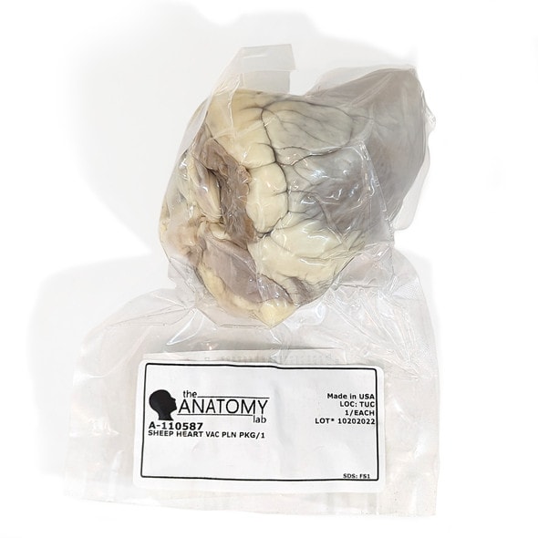 Anatomy Lab Sheep Heart Specimen, Vacuum Packed, in packaging Anatomy Lab Sheep Heart Specimen, Vacuum Packed, in packaging