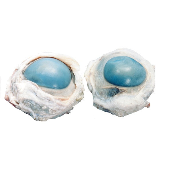 Anatomy Lab Cow Eye Specimen, Preserved Specimen for Dissection