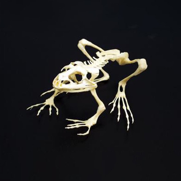 Anatomy Lab Bullfrog (Rana catesbeiana) Real Bone Articulated Skeleton