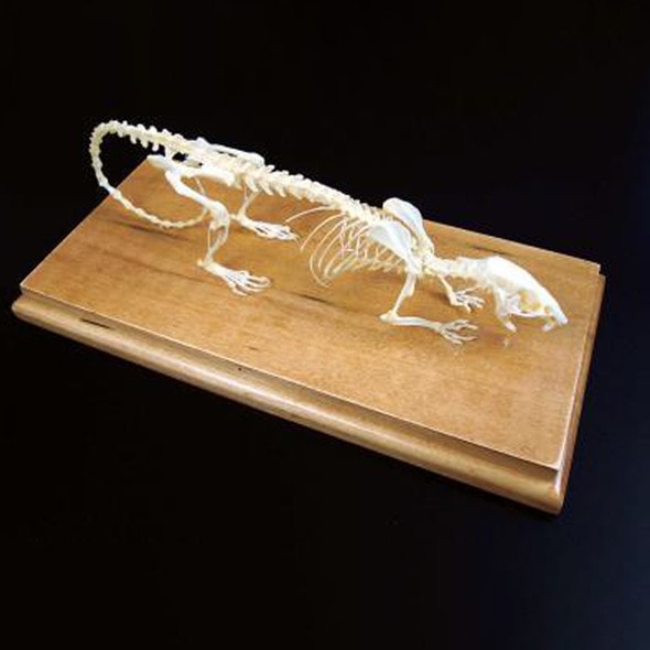 Anatomy Lab Rat (Rattus norvegicus) Real Bone Articulated Skeleton, Mounted with Cover