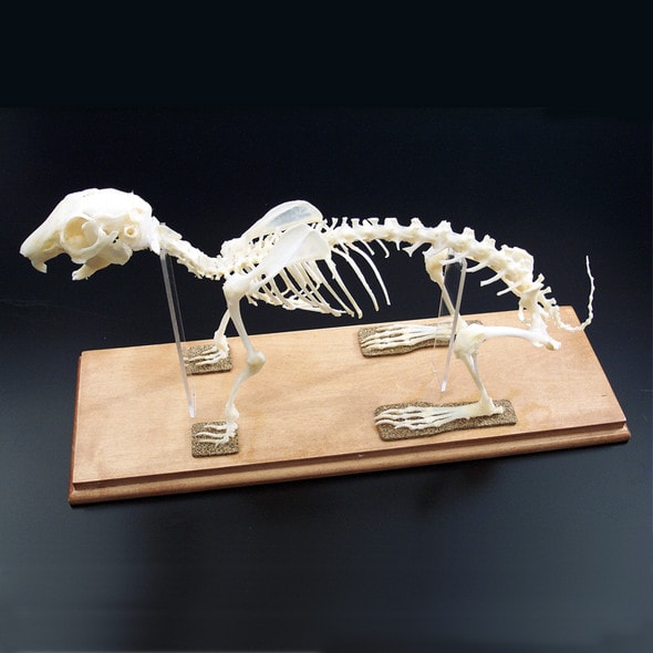 Anatomy Lab Rabbit (Oryctolagus cuniculus) Real Bone Articulated Skeleton, Mounted with Cover