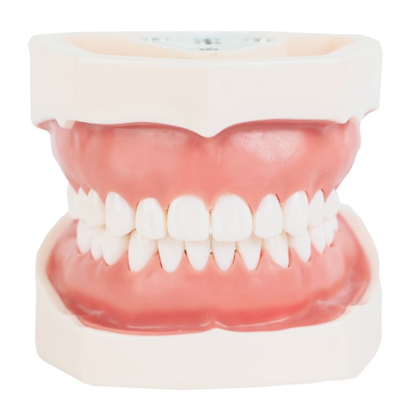 Axis Scientific Dental Typodont Model Front View, Mouth Closed Axis Scientific Dental Typodont Model Front View, Mouth Closed