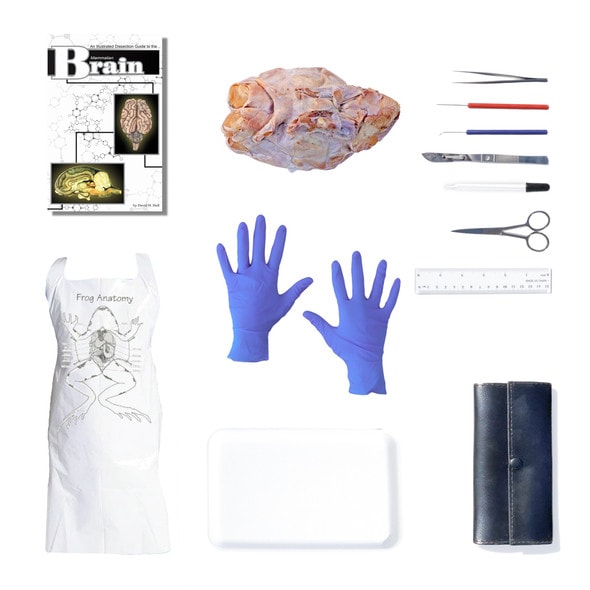 Sheep Brain Dissection Kit Sheep Brain Dissection Kit