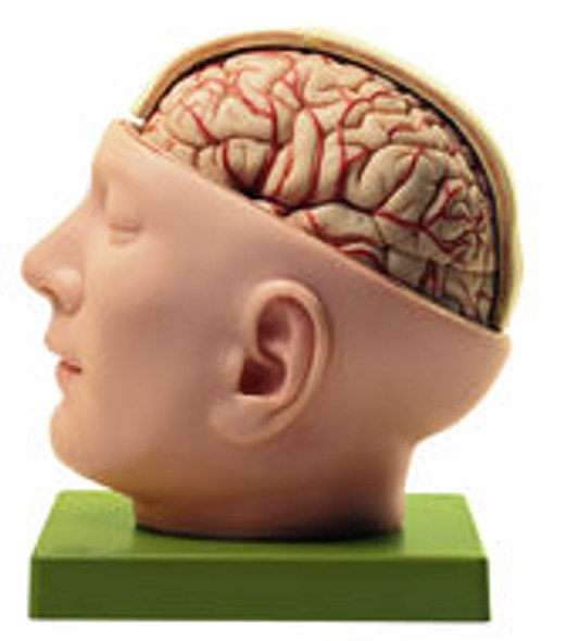頭部模型 somso社製 Base of the Head Situs of the Base of the Skull (BS 1) · Anatomy models | SOMSO®