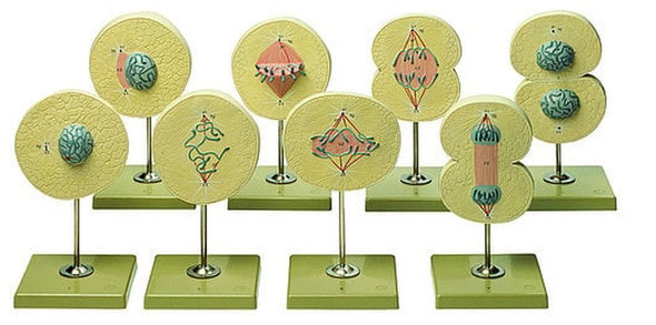SOMSO Division of the Cell Model