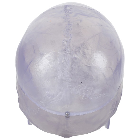 Axis Scientific 3-Part Translucent Human Skull Anatomy Model - Back of the Skull Axis Scientific 3-Part Translucent Human Skull Anatomy Model - Back of the Skull